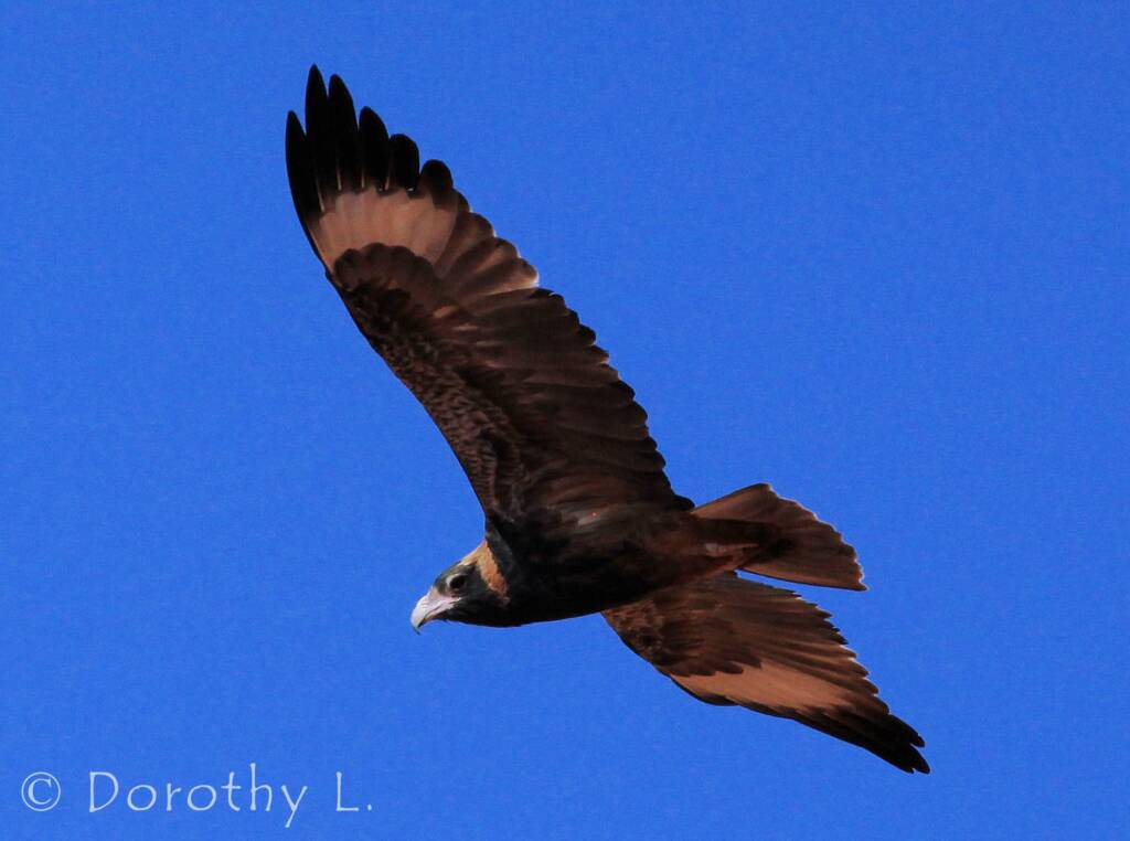 Black-breasted Buzzard (Hamirostra melanosternon)