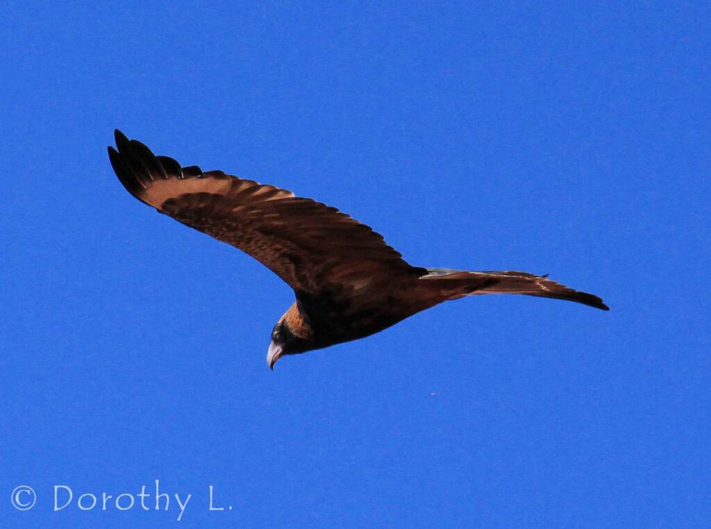 Black-breasted Buzzard (Hamirostra melanosternon)