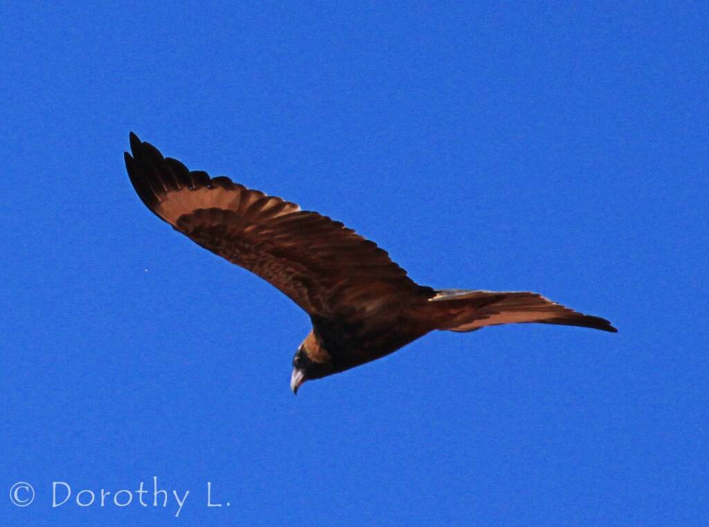 Black-breasted Buzzard (Hamirostra melanosternon)