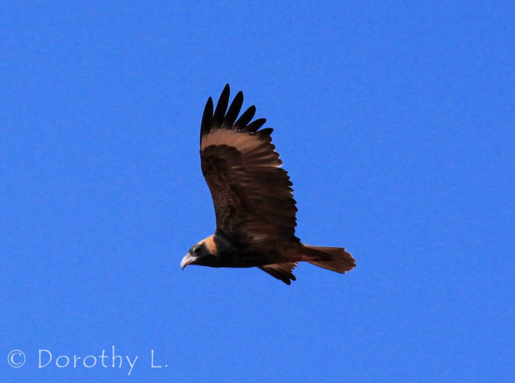 Black-breasted Buzzard (Hamirostra melanosternon)