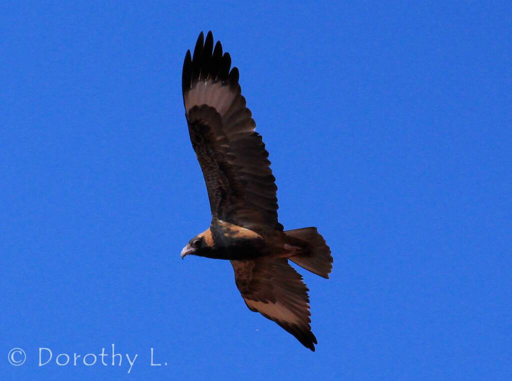Black-breasted Buzzard (Hamirostra melanosternon)