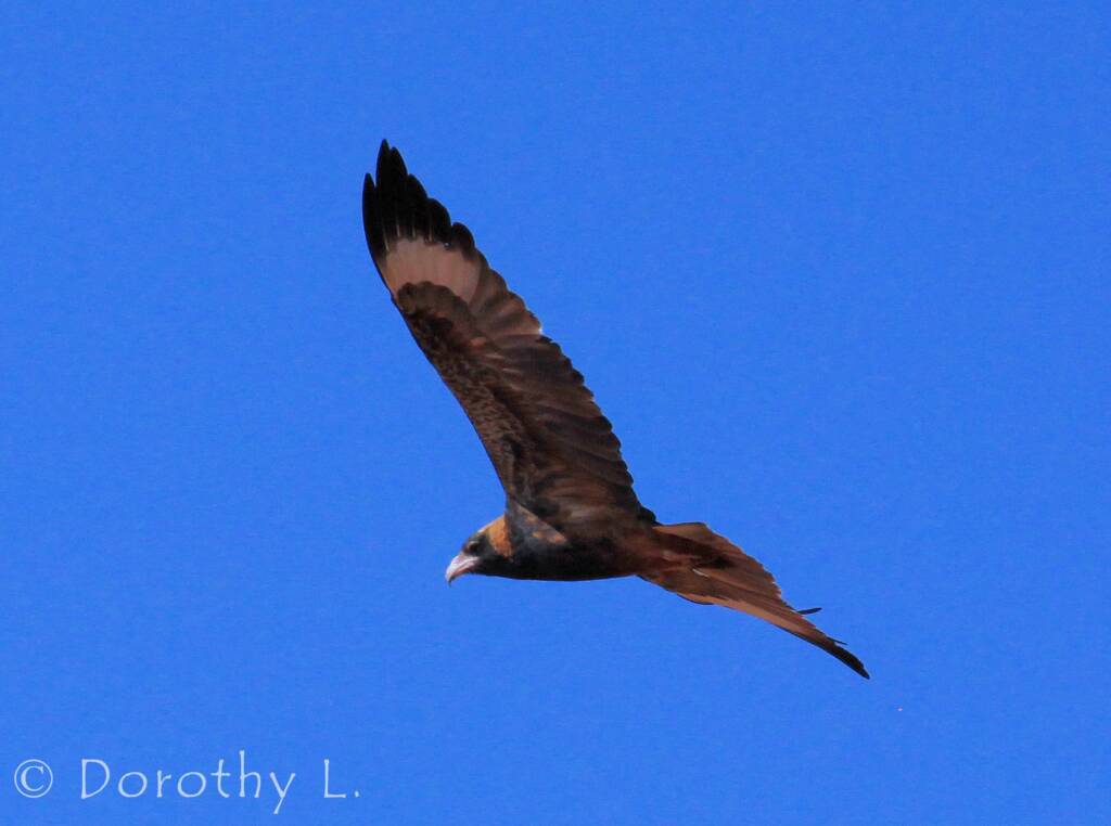 Black-breasted Buzzard (Hamirostra melanosternon)