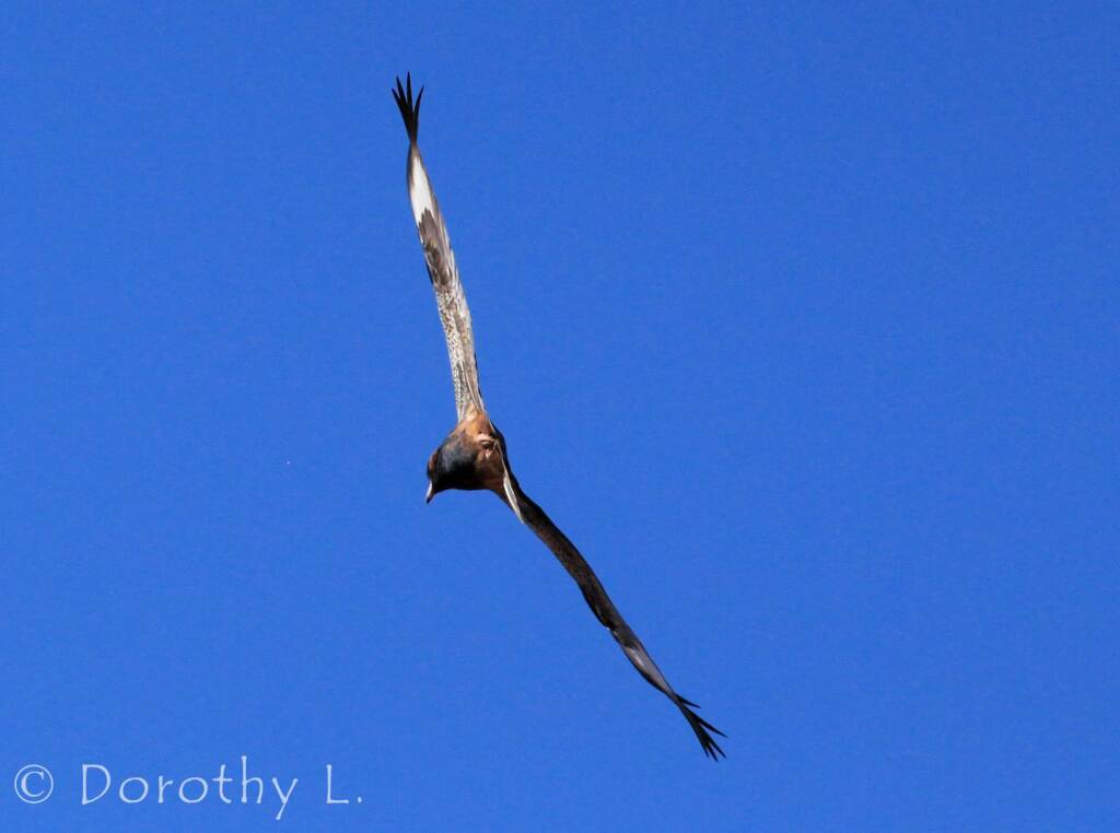 Black-breasted Buzzard (Hamirostra melanosternon)