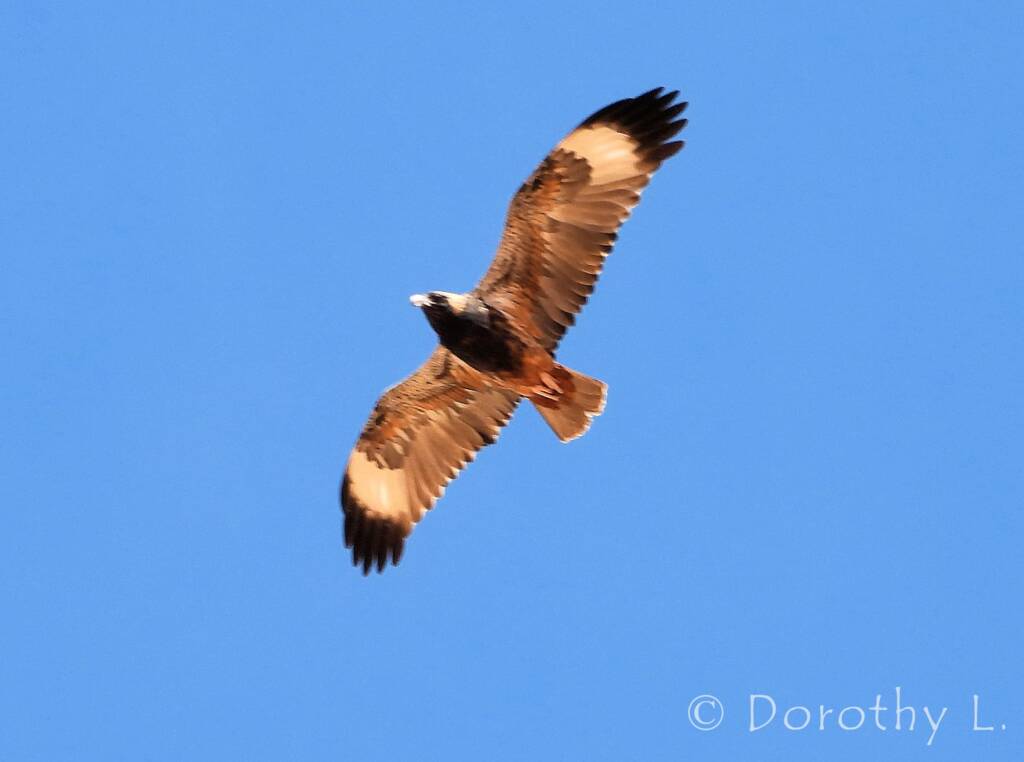 Black-breasted Buzzard (Hamirostra melanosternon)