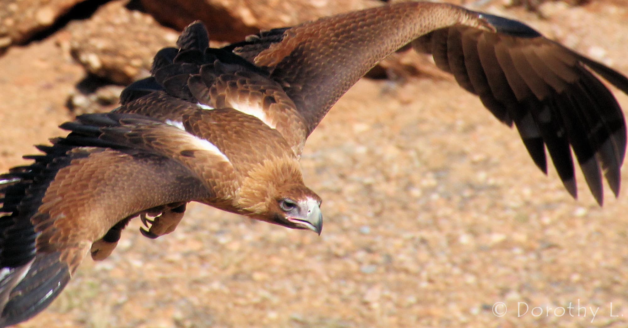 Black-breasted Buzzard (Hamirostra melanosternon)