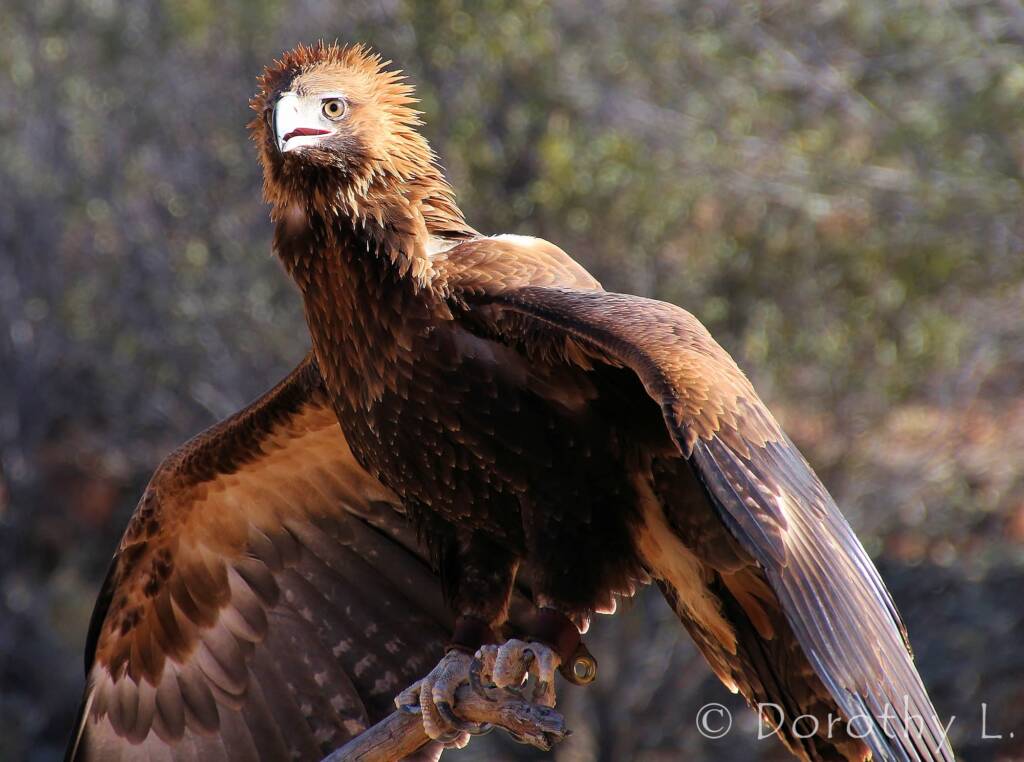 Black-breasted Buzzard (Hamirostra melanosternon)
