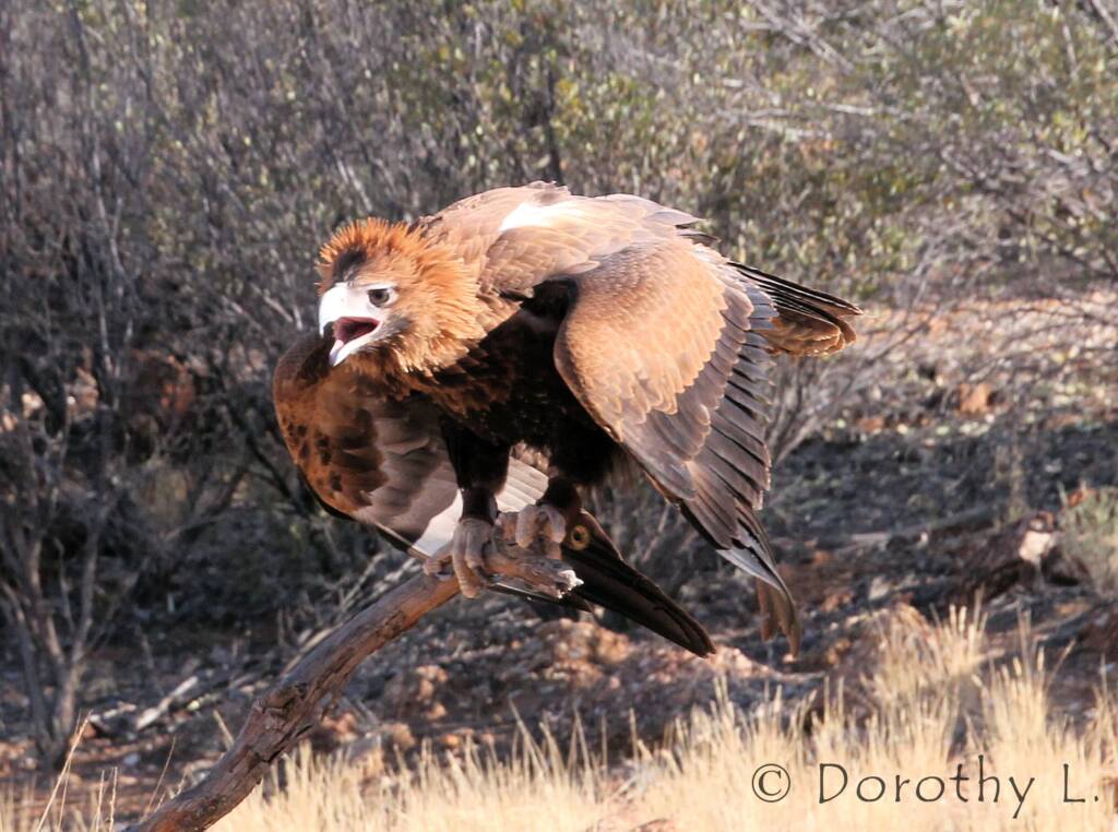 Black-breasted Buzzard (Hamirostra melanosternon)