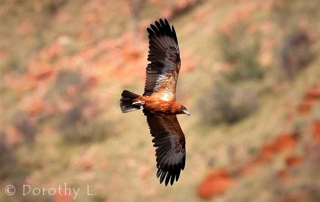 Black-breasted Buzzard (Hamirostra melanosternon)