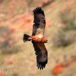 Black-breasted Buzzard (Hamirostra melanosternon)