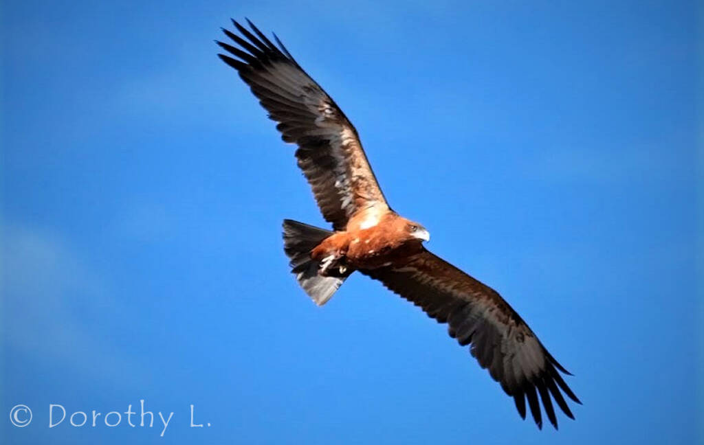 Black-breasted Buzzard (Hamirostra melanosternon)