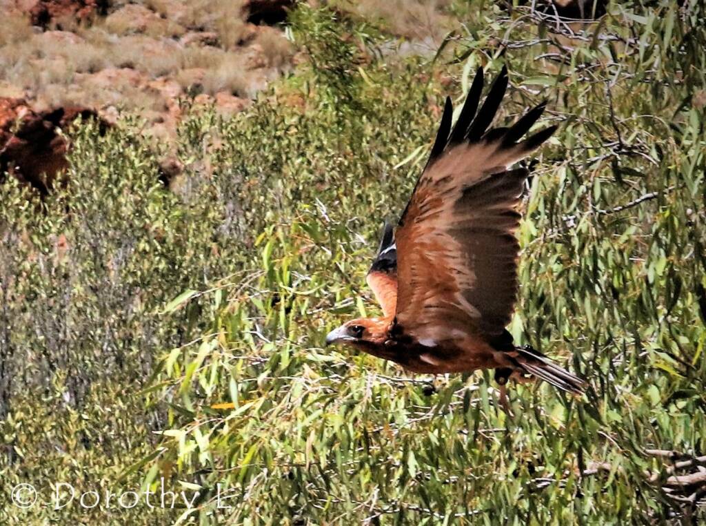 Black-breasted Buzzard (Hamirostra melanosternon)