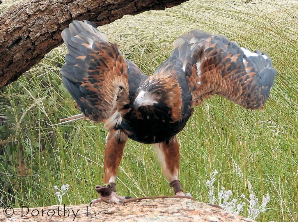 Black-breasted Buzzard (Hamirostra melanosternon)