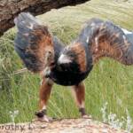 Black-breasted Buzzard (Hamirostra melanosternon)
