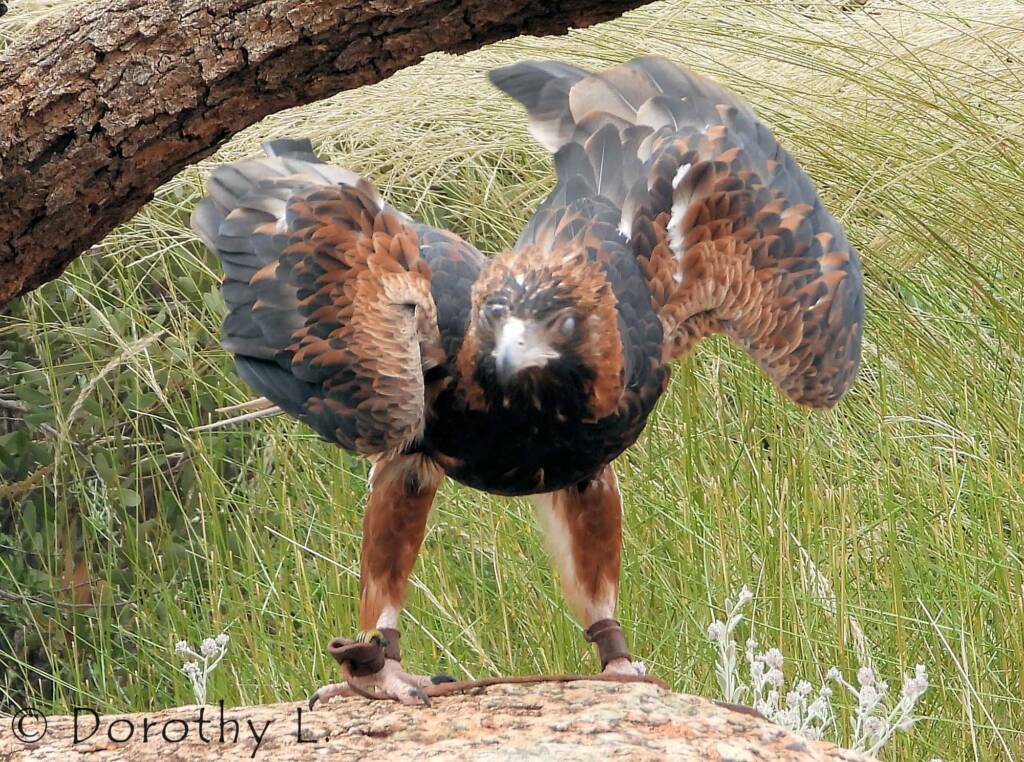 Black-breasted Buzzard (Hamirostra melanosternon)