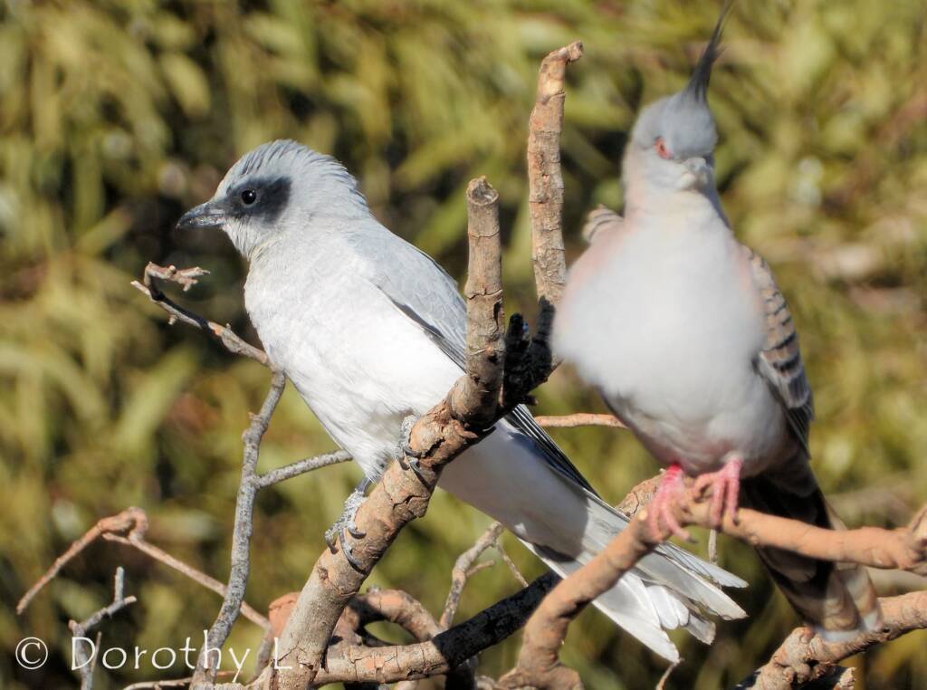 Black-faced woodswallow (Artamus cinereus) and Crested Pigeon (Ocyphaps lophotes)