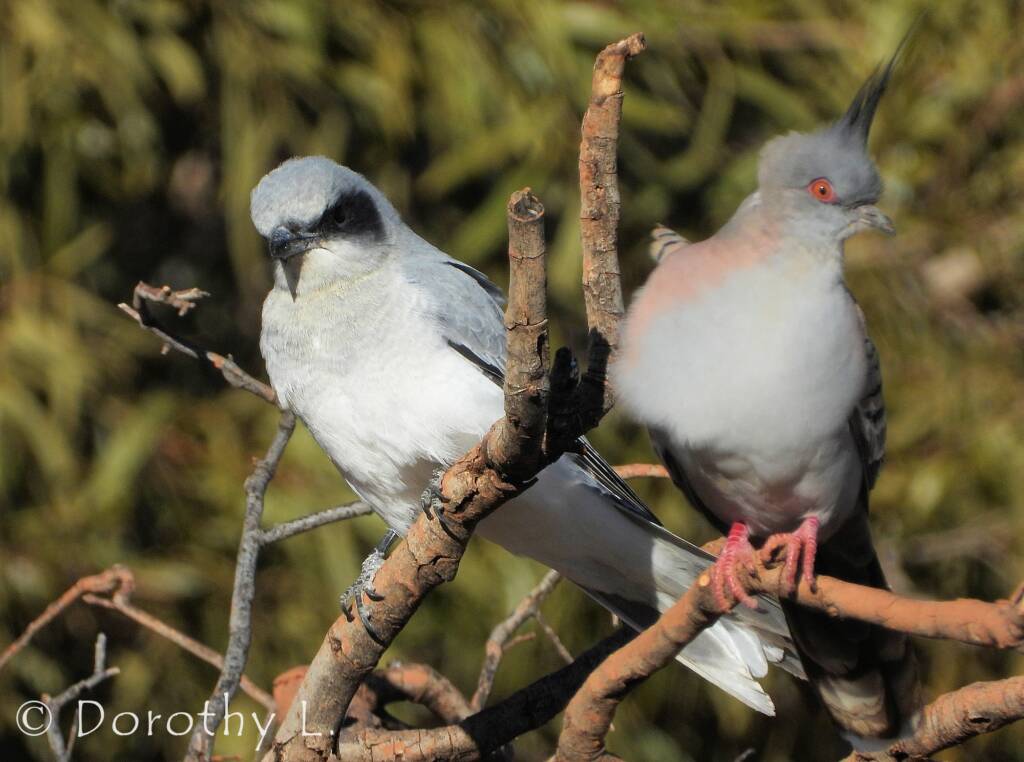 Black-faced woodswallow (Artamus cinereus) and Crested Pigeon (Ocyphaps lophotes)