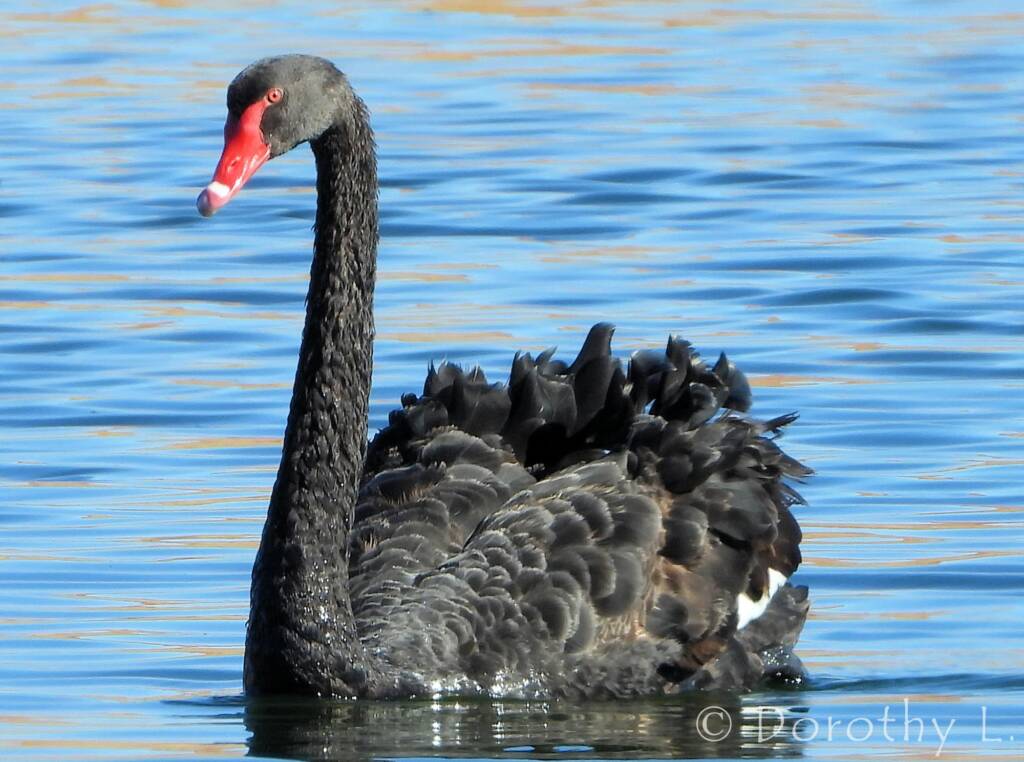 Black Swan (Cygnus atratus), Alice Springs