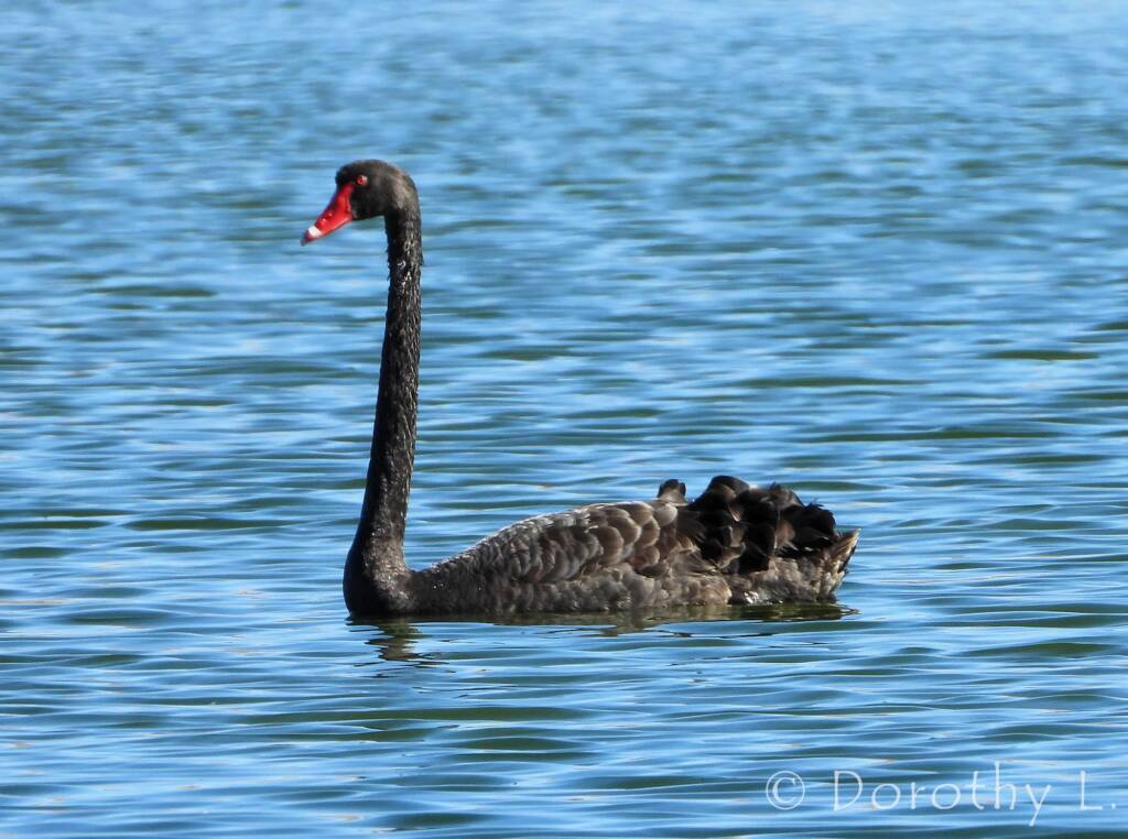 Black Swan (Cygnus atratus), Alice Springs