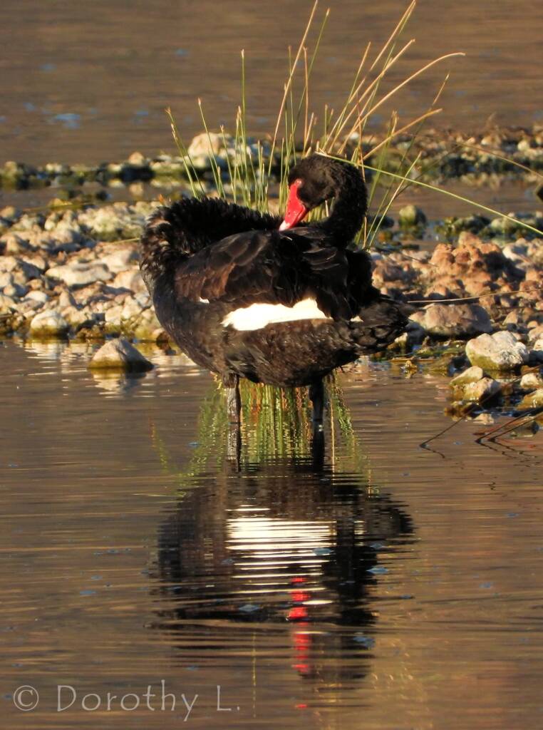 Black Swan (Cygnus atratus)