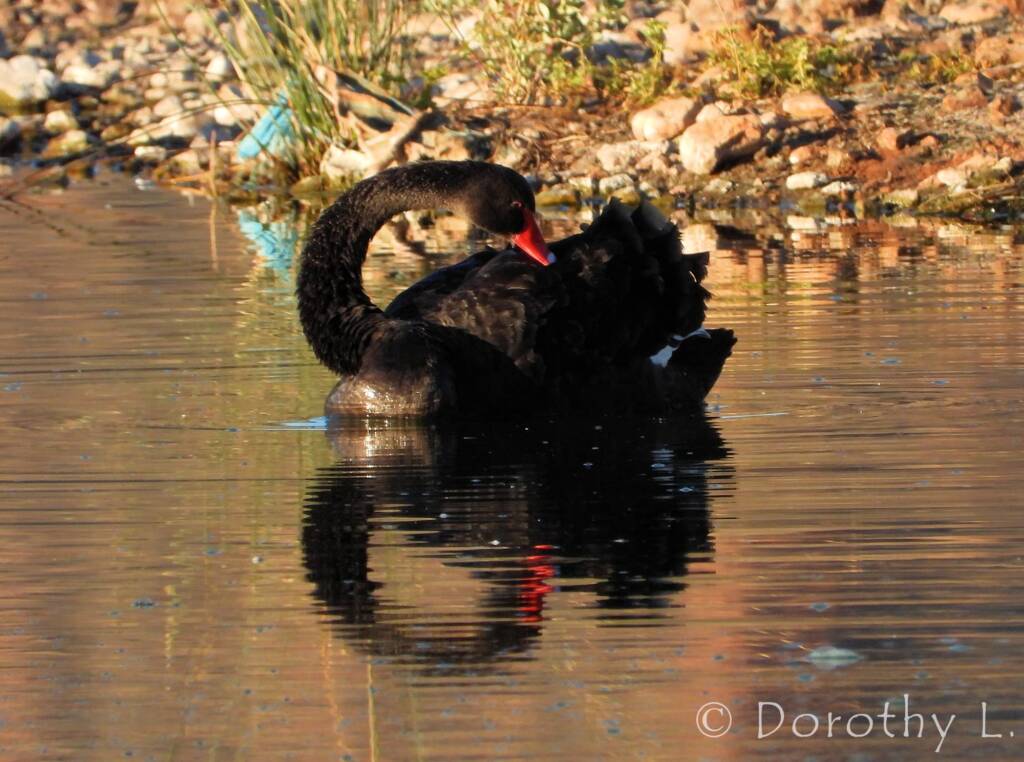 Black Swan (Cygnus atratus)