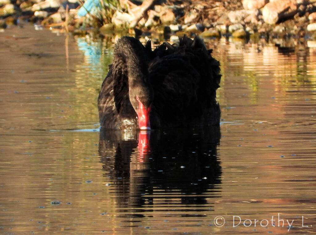 Black Swan (Cygnus atratus)