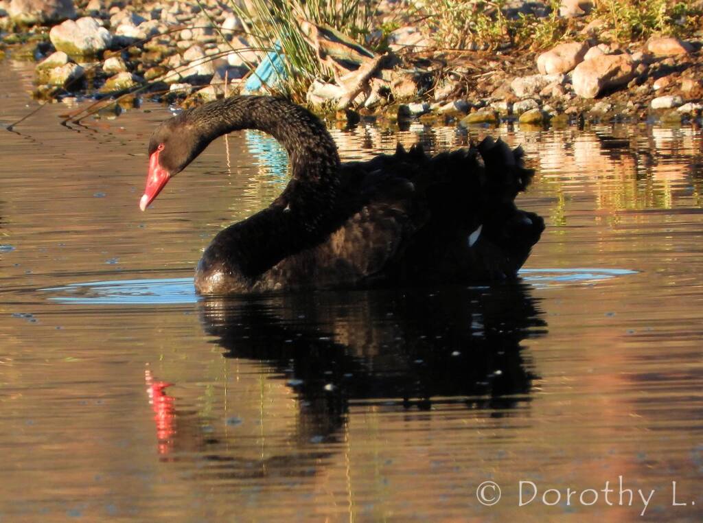 Black Swan (Cygnus atratus)