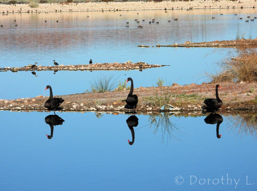 Black Swan (Cygnus atratus)