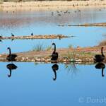Black Swan (Cygnus atratus)