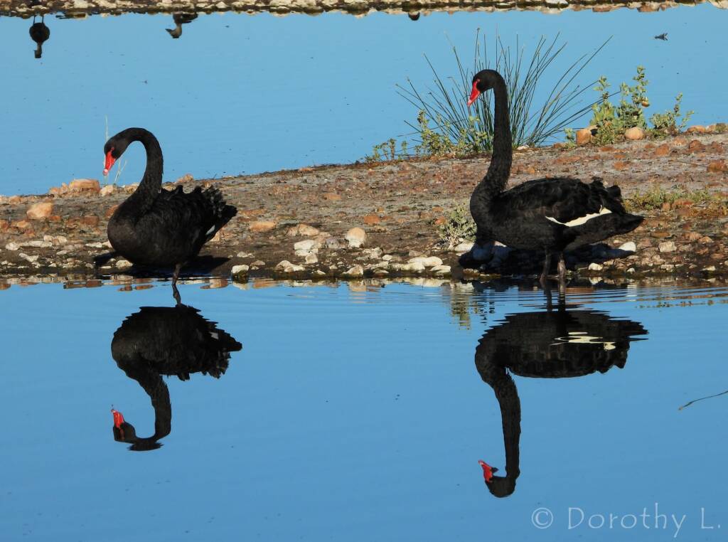 Black Swan (Cygnus atratus)