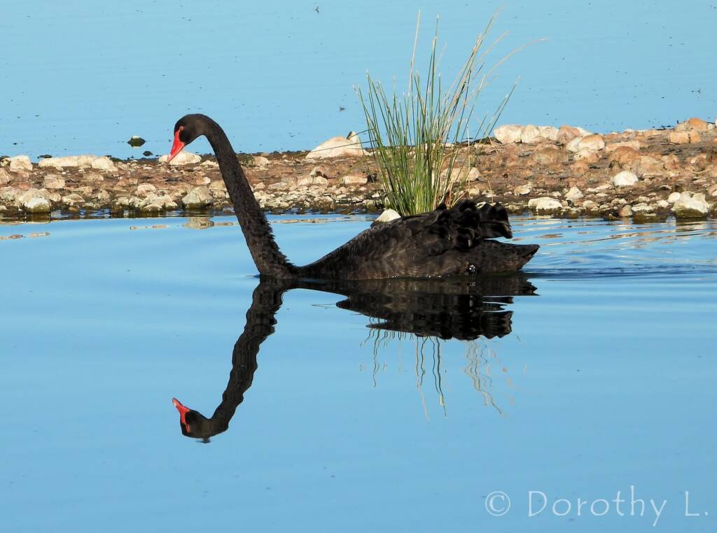 Black Swan (Cygnus atratus)