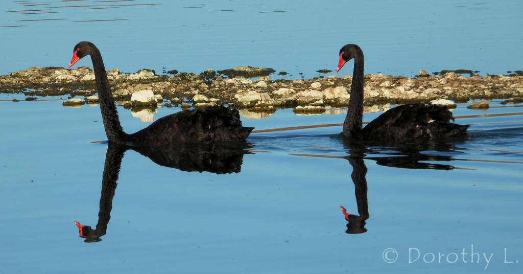 Black Swan (Cygnus atratus)