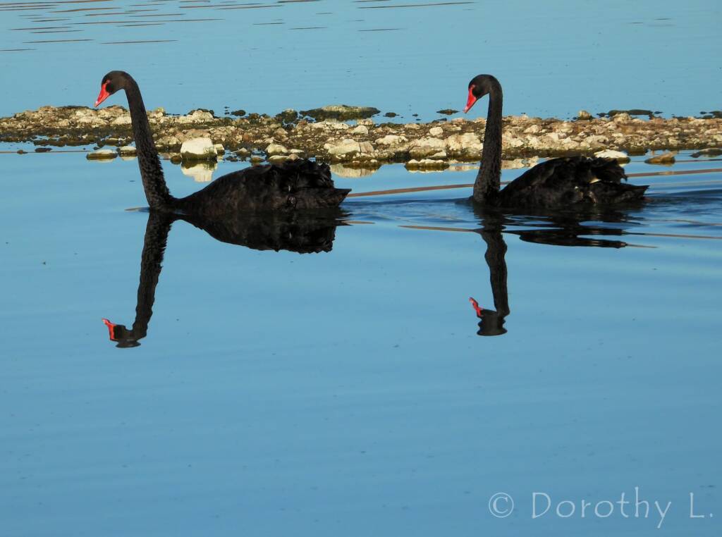 Black Swan (Cygnus atratus)