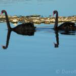 Black Swan (Cygnus atratus)