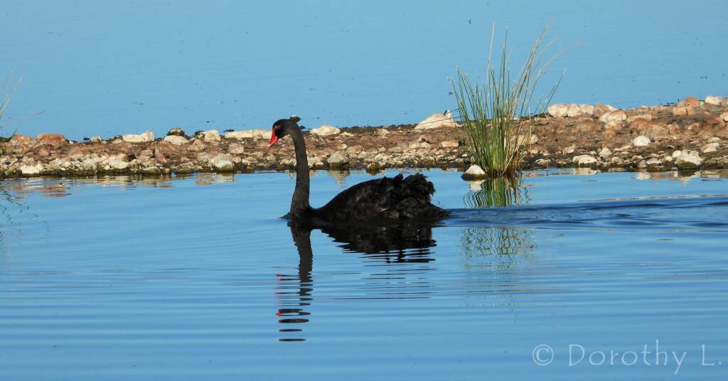 Black Swan (Cygnus atratus)