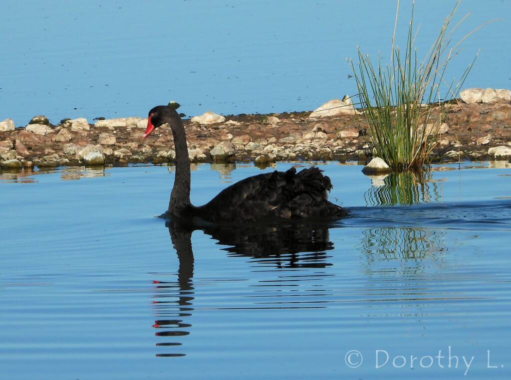 Black Swan (Cygnus atratus)