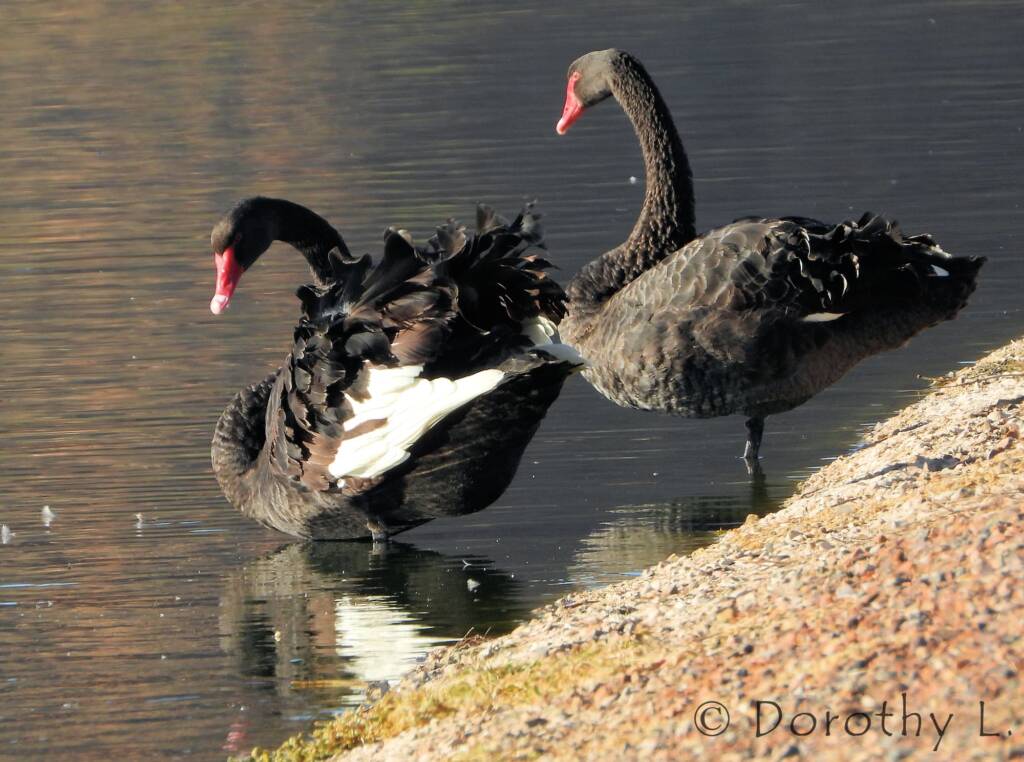 Black Swan (Cygnus atratus)