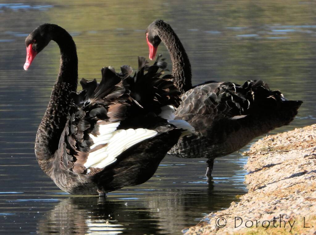 Black Swan (Cygnus atratus)