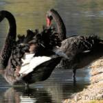 Black Swan (Cygnus atratus)