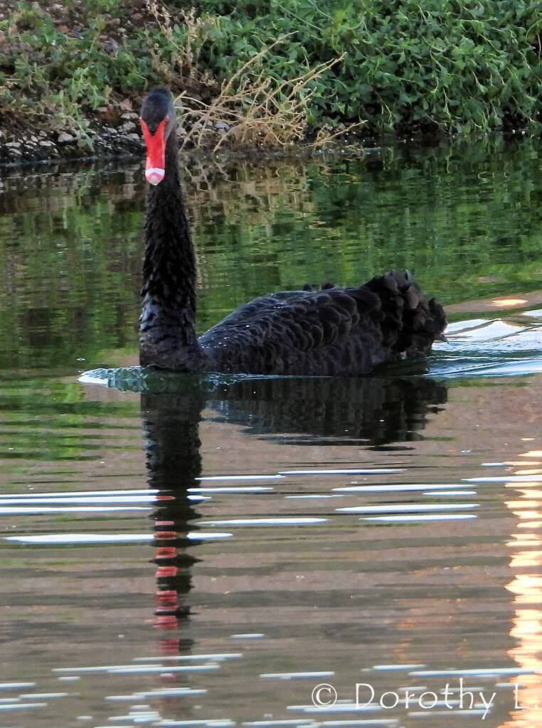 Black Swan (Cygnus atratus)