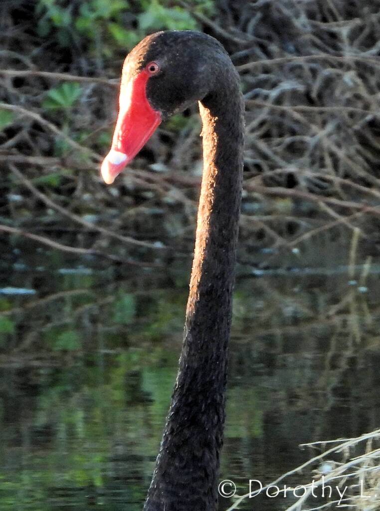 Black Swan (Cygnus atratus)