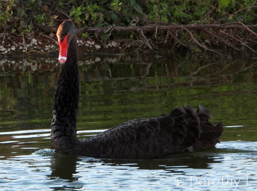 Black Swan (Cygnus atratus)