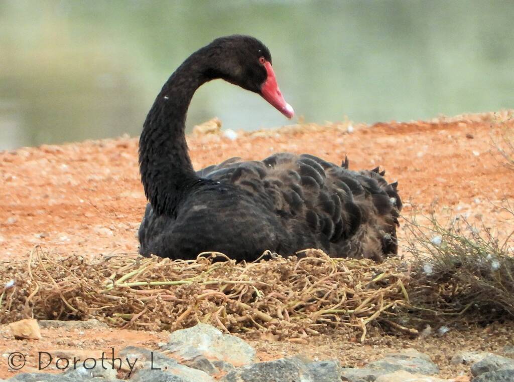 Black Swan (Cygnus atratus)