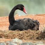 Black Swan (Cygnus atratus)
