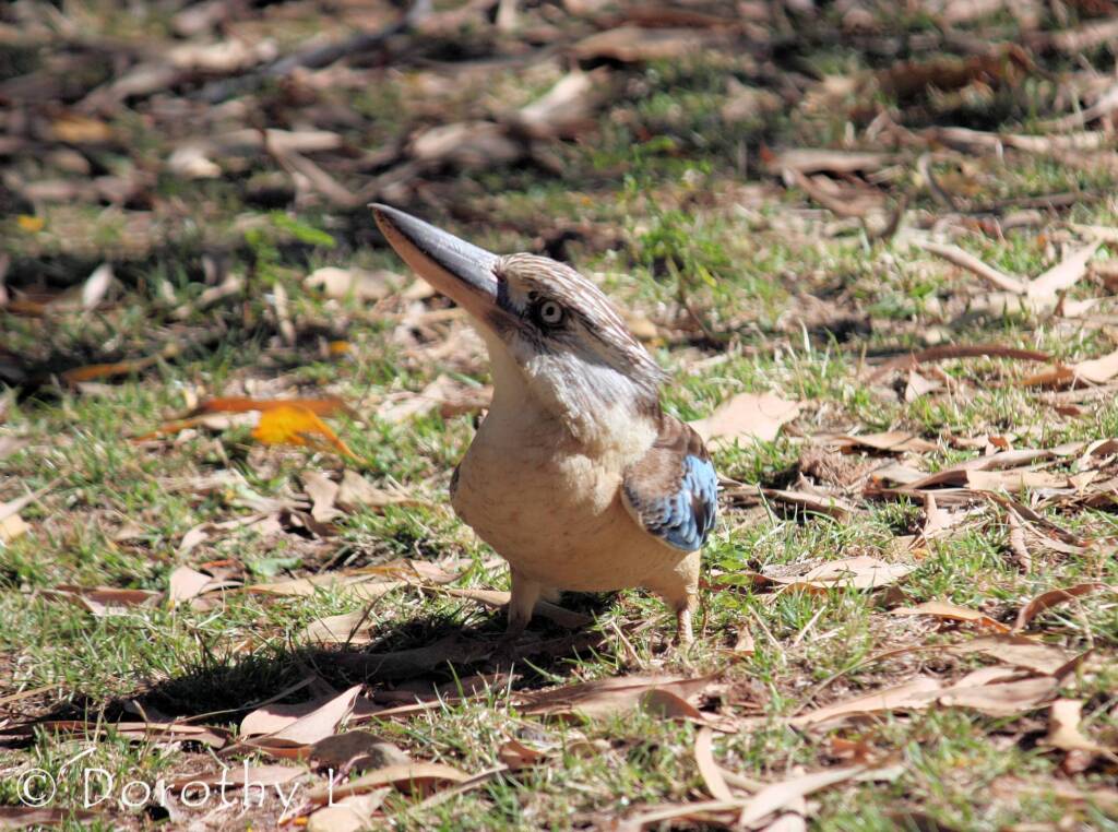 Blue-winged Kookaburra (Dacelo leachii)