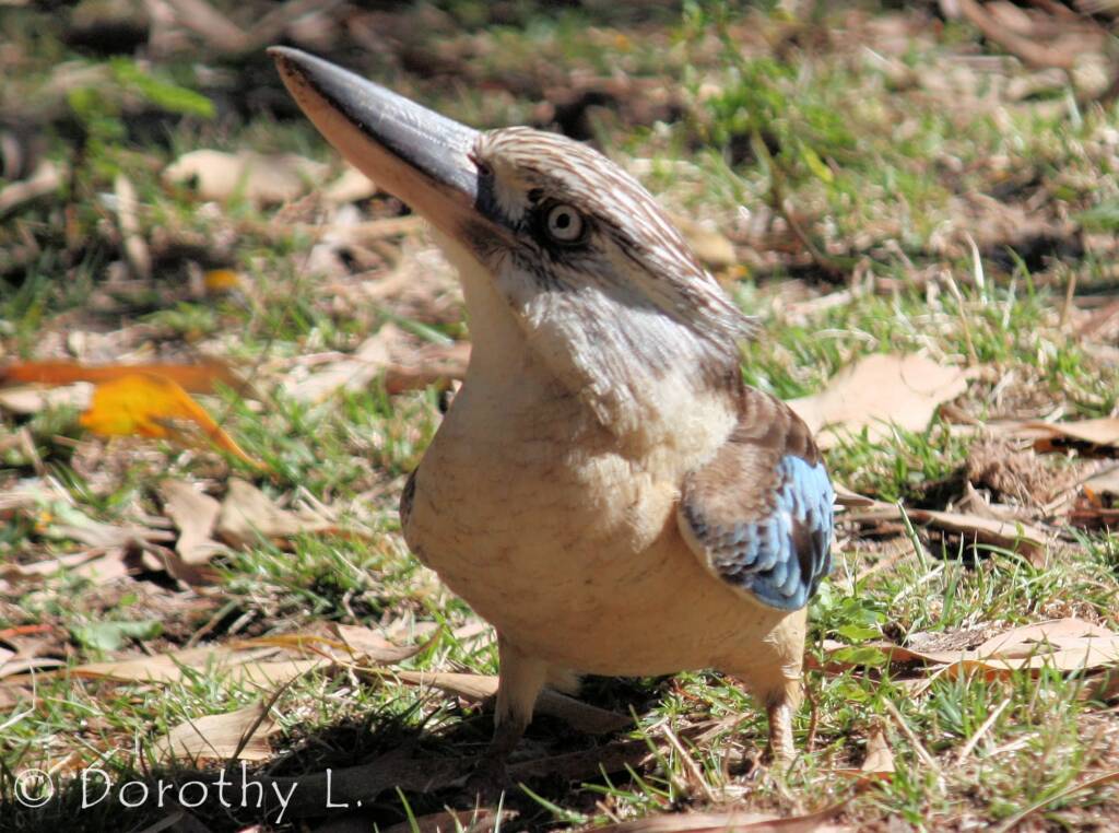 Blue-winged Kookaburra (Dacelo leachii)