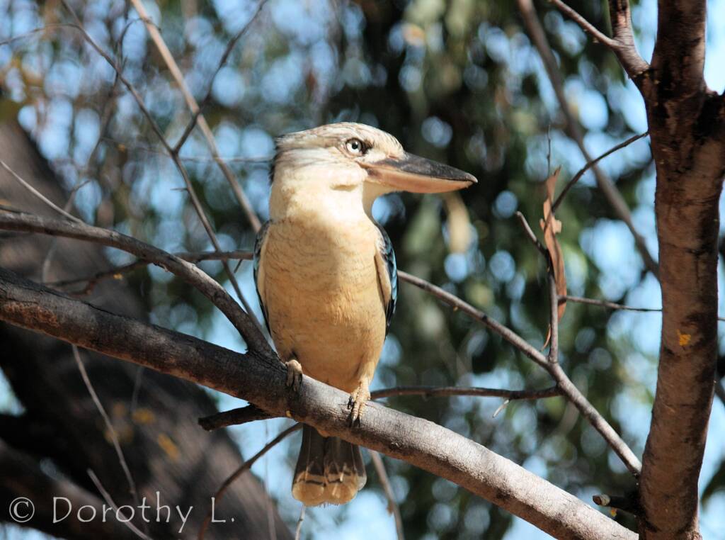 Blue-winged Kookaburra (Dacelo leachii)
