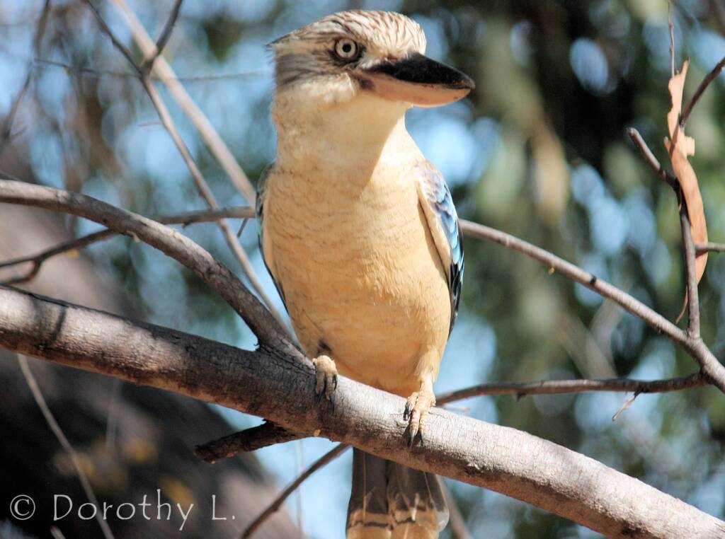 Blue-winged Kookaburra (Dacelo leachii)