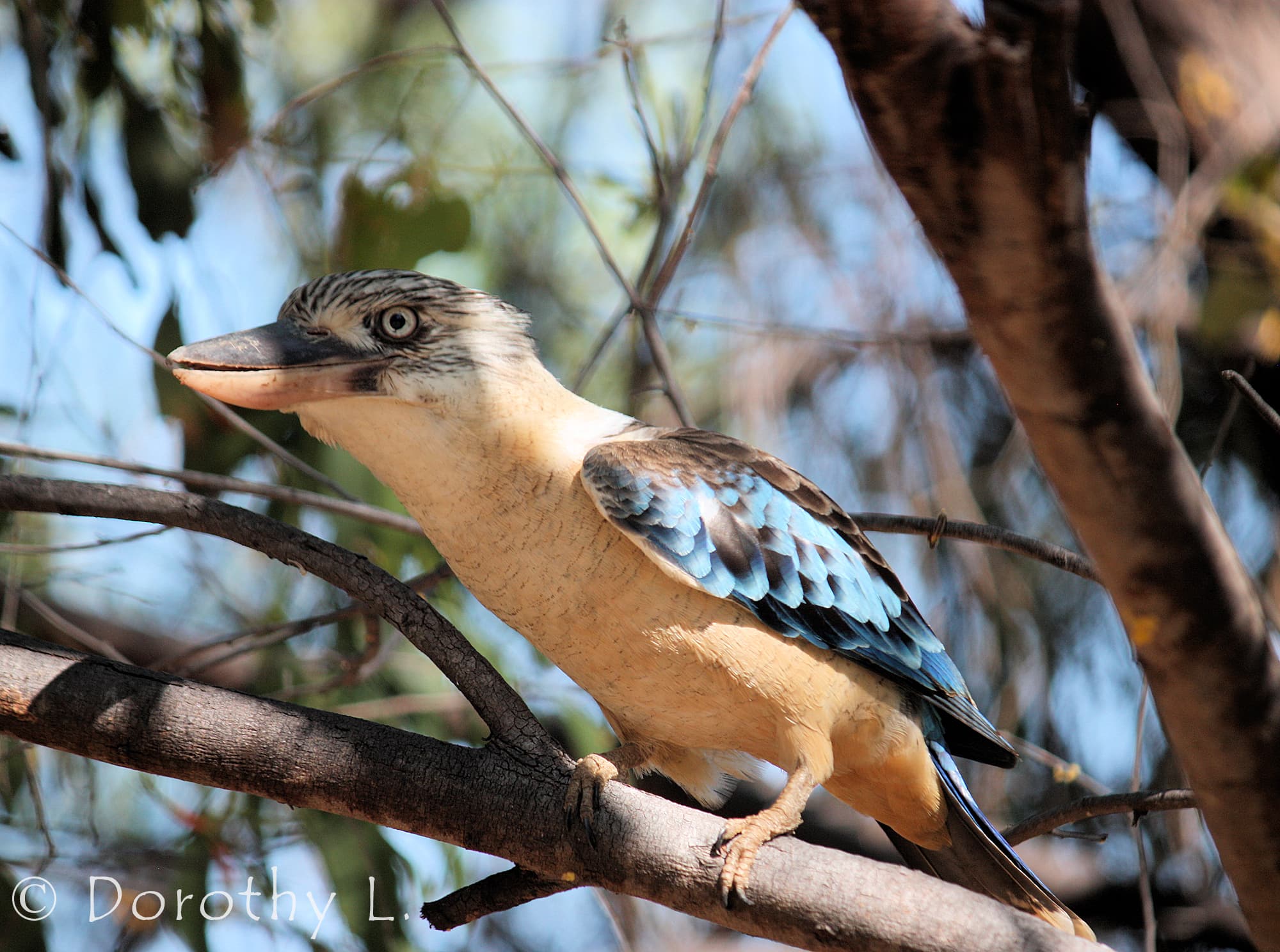 Blue-winged Kookaburra (Dacelo leachii)
