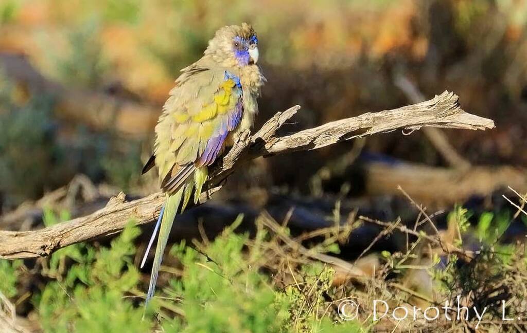 Bluebonnet (Northiella haematogaster)