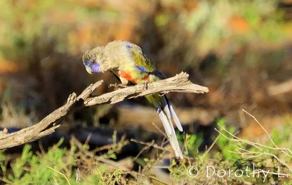 Bluebonnet (Northiella haematogaster)